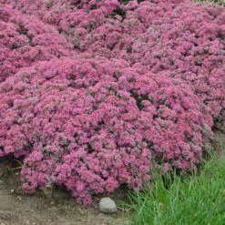 Rock 'N Round™ 'Popstar' Stonecrop -GREAT GARDEN PLANTS sedum pop star 4