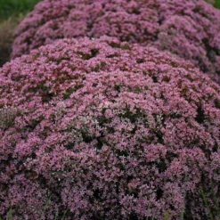 Rock 'N Round 'Pride And Joy' Stonecrop 5 Rock 'N Round 'Pride And Joy' Stonecrop -GREAT GARDEN PLANTS sedum pride joy 3