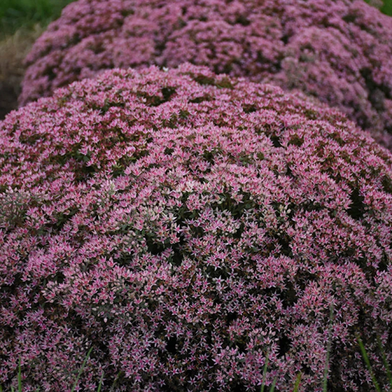 Rock 'N Round 'Pride And Joy' Stonecrop 3 Rock 'N Round 'Pride And Joy' Stonecrop - Image 3