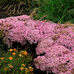 Rock 'N Round™ 'Pure Joy' Stonecrop -GREAT GARDEN PLANTS sedum pure joy 1