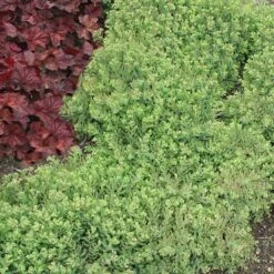 Rock 'N Round™ 'Pure Joy' Stonecrop -GREAT GARDEN PLANTS sedum pure joy 5