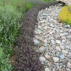 Sunsparkler® 'Dazzleberry' Stonecrop -GREAT GARDEN PLANTS sedum sunsparkler dazzleberry 3 sw