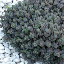 Sunsparkler® 'Dazzleberry' Stonecrop -GREAT GARDEN PLANTS sedum sunsparkler dazzleberry 7 sw