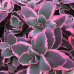 SunsparklerĀ® 'Dream Dazzler' Stonecrop