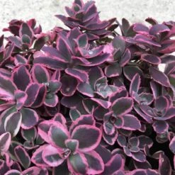 Sunsparkler® 'Dream Dazzler' Stonecrop -GREAT GARDEN PLANTS sedum sunsparkler dream dazzler 3