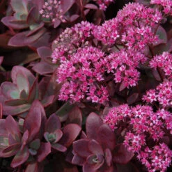 Succulent Ground Cover Collection -GREAT GARDEN PLANTS sedum sunsparkler firecracker 4 354983d6 59f2 404c ada2 2bc66c5bfa58