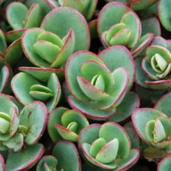 Succulent Ground Cover Collection -GREAT GARDEN PLANTS sedum sunsparkler lime zinger 1 e98f64a9 9f27 4845 88d4 fe977e07d1f5