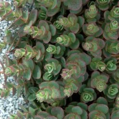 Sunsparkler® 'Lime Zinger' Stonecrop -GREAT GARDEN PLANTS sedum sunsparkler lime zinger 3 sw
