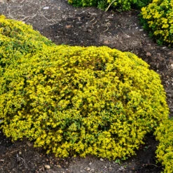 Rock 'N Low 'Yellow Brick Road' Stonecrop
