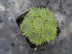 Chick Charms® Sugar Shimmer™ Hens & Chicks -GREAT GARDEN PLANTS sempervivum chick charms sugar shimmer 3 sw