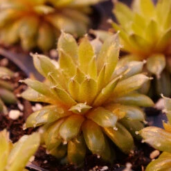 'Jade Rose' Hens & Chicks -GREAT GARDEN PLANTS sempervivum jade rose 2