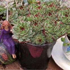Hens & Chicks Collection -GREAT GARDEN PLANTS sempervivum mrs giuseppi 1