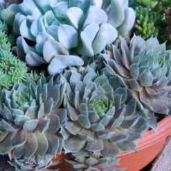 'Pacific Blue Ice' Hens & Chicks -GREAT GARDEN PLANTS sempervivum pacific blue ice 2