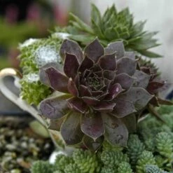 'Pacific Devil's Food' Hens & Chicks -GREAT GARDEN PLANTS sempervivum pacific devils food hen and chick 3