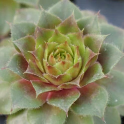 'Red Rubin' Hens & Chicks