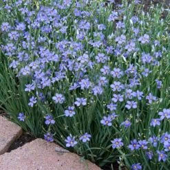 'Lucerne' Blue-Eyed Grass -GREAT GARDEN PLANTS sisyrinchium lucerne 3