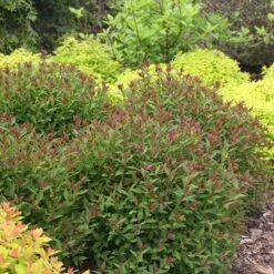 Double Play® Artisan® Spirea -GREAT GARDEN PLANTS spiraea double play artisan 3 sw