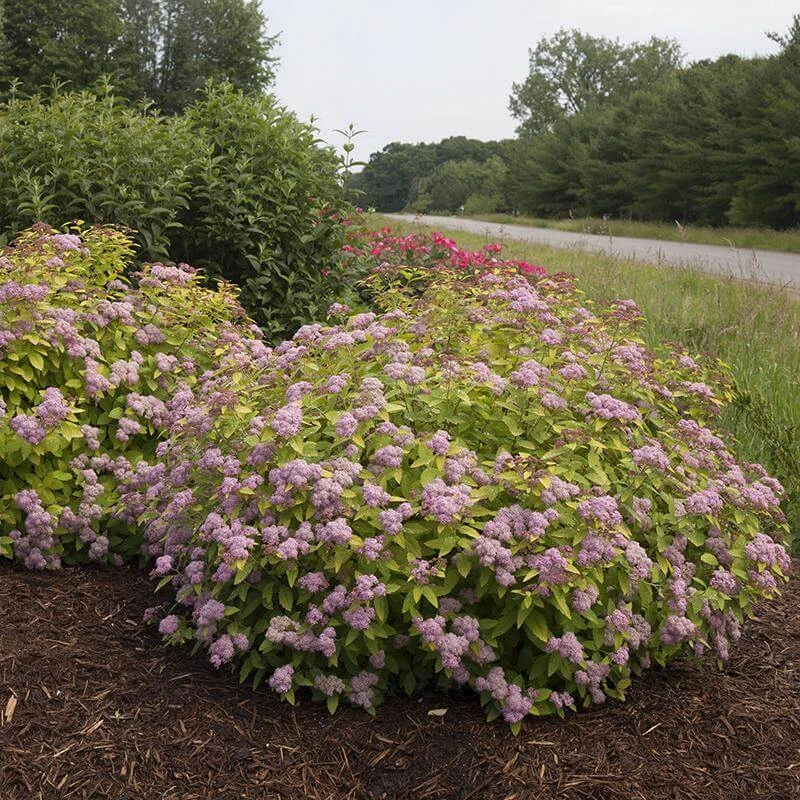 Double Play Big Bang® Spirea 1 Double Play Big Bang® Spirea