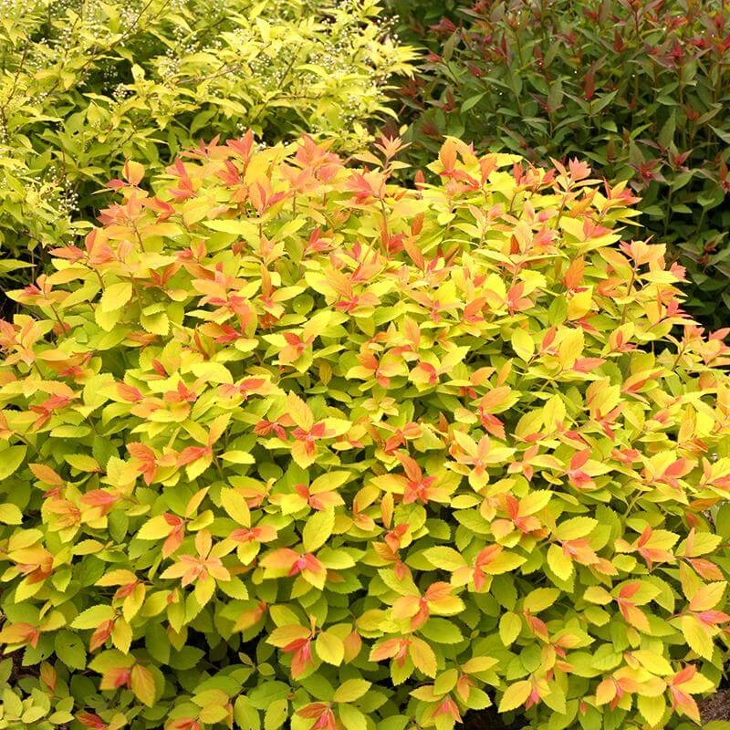 Double Play Big Bang® Spirea 2 Double Play Big Bang® Spirea - Image 2