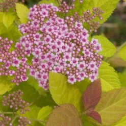 Double Play Big Bang® Spirea 7 Double Play Big Bang® Spirea -GREAT GARDEN PLANTS spiraea double play big bang 3 sw