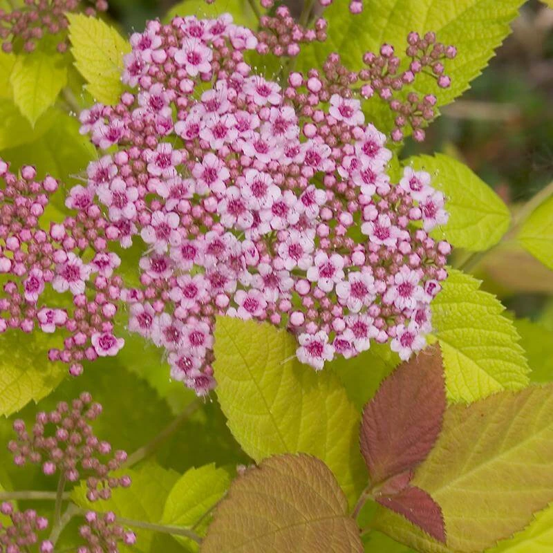 Double Play Big Bang® Spirea 3 Double Play Big Bang® Spirea - Image 3