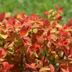 Double Play Big Bang® Spirea 8 Double Play Big Bang® Spirea -GREAT GARDEN PLANTS spiraea double play big bang 4 sw