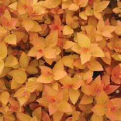 Double Play® Candy Corn® Spirea -GREAT GARDEN PLANTS spiraea double play candy corn 3 sw