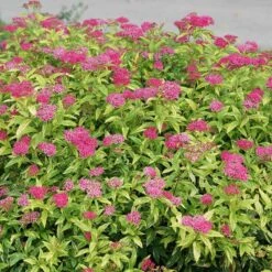 Double Play® Painted Lady® Spirea -GREAT GARDEN PLANTS spiraea double play painted lady 3 sw