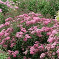 Double Play® Pink Spirea -GREAT GARDEN PLANTS spiraea double play pink 3 sw
