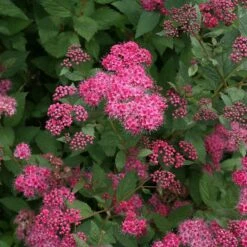 Double Play® Pink Spirea -GREAT GARDEN PLANTS spiraea double play pink 4 sw