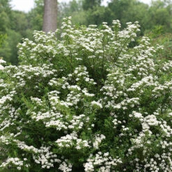 Wedding Cake® Bridal Wreath Spirea -GREAT GARDEN PLANTS spiraea nipponica wedding cake 3