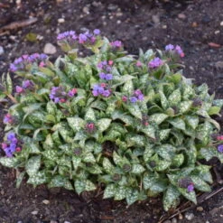 'Spot On' Lungwort -GREAT GARDEN PLANTS spot on lungwort 3