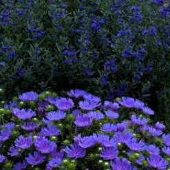 'Peachie's Pick' Stokes' Aster -GREAT GARDEN PLANTS stokesia peachies pick 3