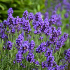 Sweet Romance® Lavender 6 Sweet Romance® Lavender -GREAT GARDEN PLANTS sweet romance lavandula 2