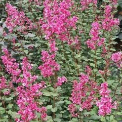 Bloomerang® Dwarf Pink Reblooming Lilac -GREAT GARDEN PLANTS syringa bloomerang dwarf pink lilac 3 90d9a641 6508 400c a33c 738aae7d525d sw