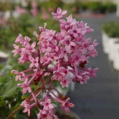 Bloomerang® Dwarf Pink Reblooming Lilac -GREAT GARDEN PLANTS syringa bloomerang dwarf pink lilac 4 8966bce5 8ef0 449e a4c9 daa5789b0725 sw
