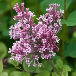 Bloomerang® Dwarf Pink Reblooming Lilac -GREAT GARDEN PLANTS syringa bloomerang dwarf pink lilac 5 50a99c2d 27cc 441b 9d5a 6c5c9f36fb3a sw