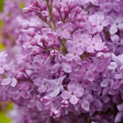 Scentara Pura® Lilac