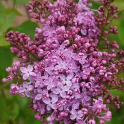 Scentara Pura® Lilac -GREAT GARDEN PLANTS syringa scentara pura 5