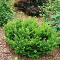 Stonehenge Dark Druid® Yew -GREAT GARDEN PLANTS taxus stonehenge dark druid yew 3