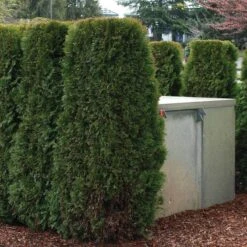 'Emerald Green' Arborvitae (aka 'Smaragd') -GREAT GARDEN PLANTS thuja emerald arborvitae 3 sw