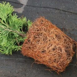 'Emerald Green' Arborvitae (aka 'Smaragd') -GREAT GARDEN PLANTS thuja emerald arborvitae 4 sw