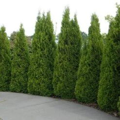 'Emerald Green' Arborvitae (aka 'Smaragd') -GREAT GARDEN PLANTS thuja emerald arborvitae 5 sw