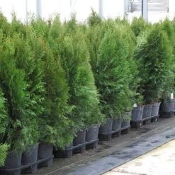 'Emerald Green' Arborvitae (aka 'Smaragd') -GREAT GARDEN PLANTS thuja emerald arborvitae 7 sw