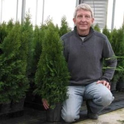 'Emerald Green' Arborvitae (aka 'Smaragd') -GREAT GARDEN PLANTS thuja emerald arborvitae 8 sw
