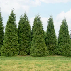 GREAT GARDEN PLANTS -GREAT GARDEN PLANTS thuja green giant 2copy2 1