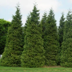 'Green Giant' Arborvitae/Thuja -GREAT GARDEN PLANTS thuja green giant 3copy2