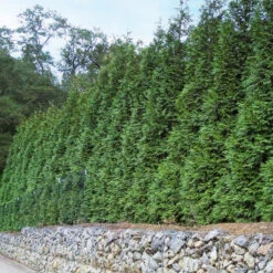 'Green Giant' Arborvitae/Thuja -GREAT GARDEN PLANTS thuja green giant 6copy2