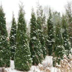 GREAT GARDEN PLANTS -GREAT GARDEN PLANTS thuja north pole 2