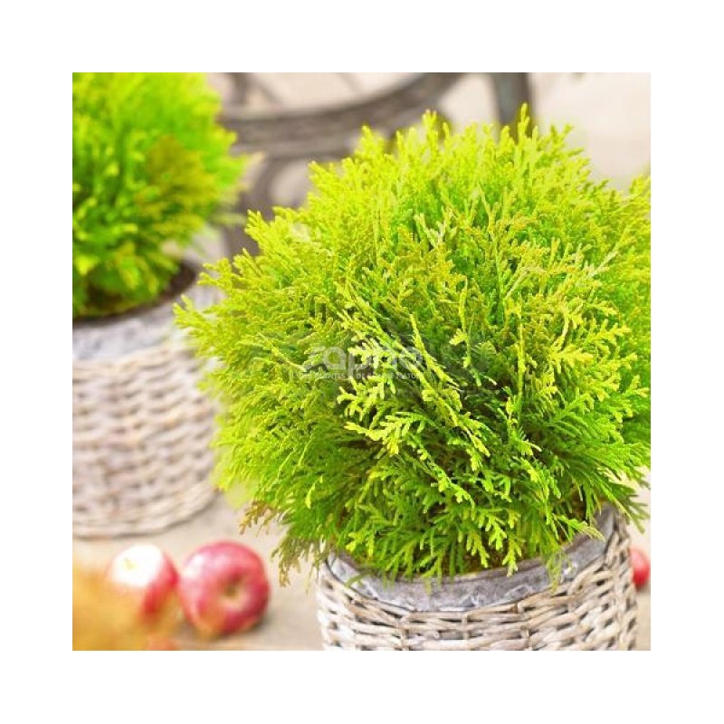 GREAT GARDEN PLANTS -GREAT GARDEN PLANTS thuja occidentalis mirjam 1
